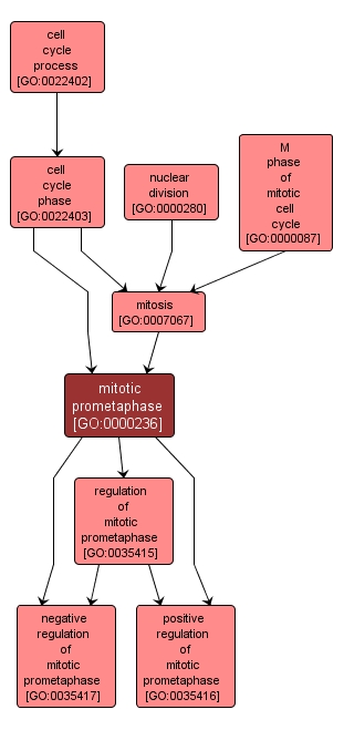GO:0000236 - mitotic prometaphase (interactive image map)