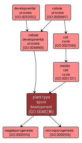 GO:0048236 - plant-type spore development (interactive image map)
