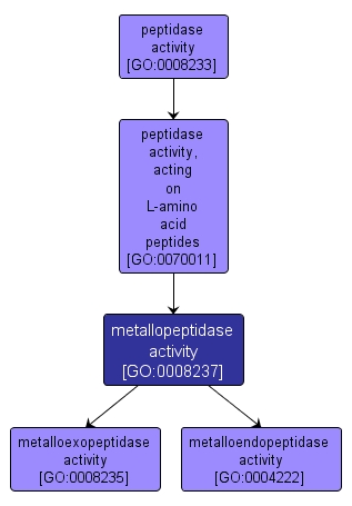 GO:0008237 - metallopeptidase activity (interactive image map)