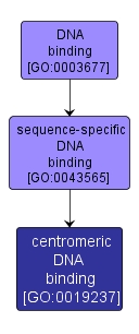 GO:0019237 - centromeric DNA binding (interactive image map)