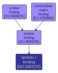 GO:0043237 - laminin-1 binding (interactive image map)