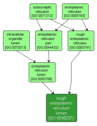 GO:0048237 - rough endoplasmic reticulum lumen (interactive image map)