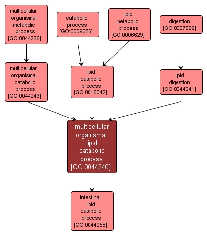 GO:0044240 - multicellular organismal lipid catabolic process (interactive image map)