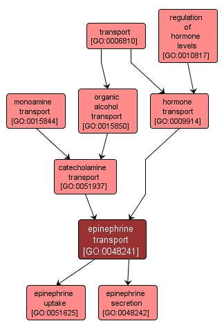 GO:0048241 - epinephrine transport (interactive image map)