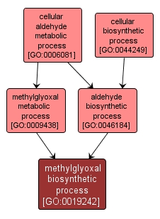 GO:0019242 - methylglyoxal biosynthetic process (interactive image map)