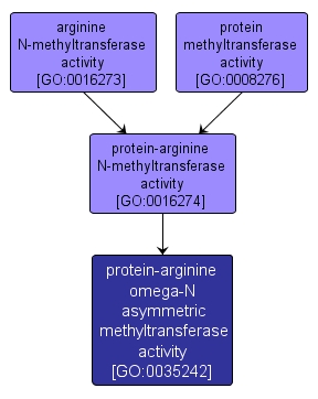 GO:0035242 - protein-arginine omega-N asymmetric methyltransferase activity (interactive image map)