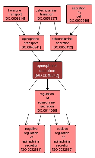 GO:0048242 - epinephrine secretion (interactive image map)