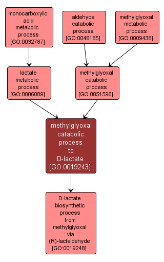 GO:0019243 - methylglyoxal catabolic process to D-lactate (interactive image map)