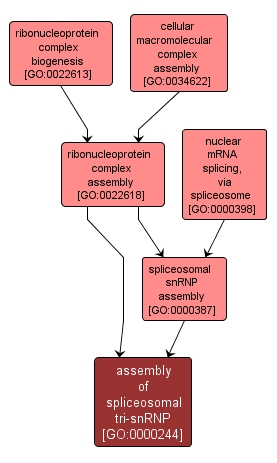 GO:0000244 - assembly of spliceosomal tri-snRNP (interactive image map)