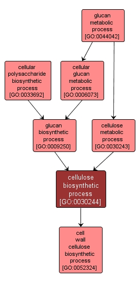 GO:0030244 - cellulose biosynthetic process (interactive image map)