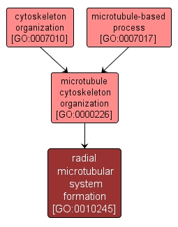GO:0010245 - radial microtubular system formation (interactive image map)