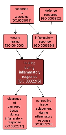 GO:0002246 - healing during inflammatory response (interactive image map)