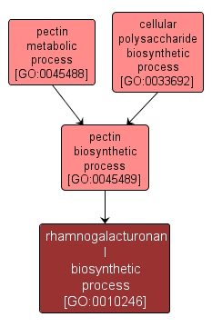 GO:0010246 - rhamnogalacturonan I biosynthetic process (interactive image map)