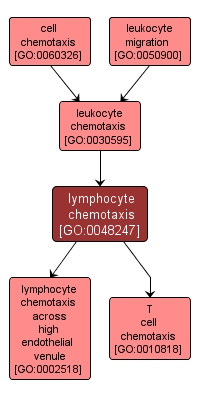 GO:0048247 - lymphocyte chemotaxis (interactive image map)