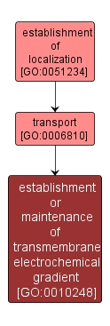 GO:0010248 - establishment or maintenance of transmembrane electrochemical gradient (interactive image map)