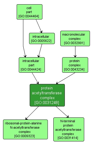 GO:0031248 - protein acetyltransferase complex (interactive image map)