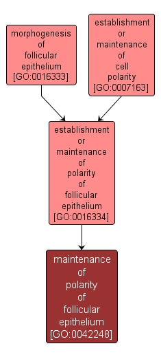 GO:0042248 - maintenance of polarity of follicular epithelium (interactive image map)