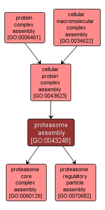 GO:0043248 - proteasome assembly (interactive image map)