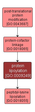 GO:0009249 - protein lipoylation (interactive image map)