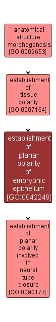 GO:0042249 - establishment of planar polarity of embryonic epithelium (interactive image map)