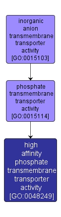 GO:0048249 - high affinity phosphate transmembrane transporter activity (interactive image map)