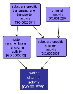 GO:0015250 - water channel activity (interactive image map)