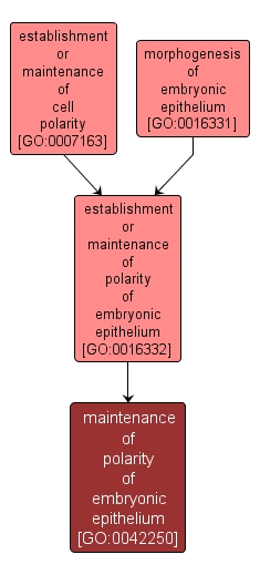 GO:0042250 - maintenance of polarity of embryonic epithelium (interactive image map)