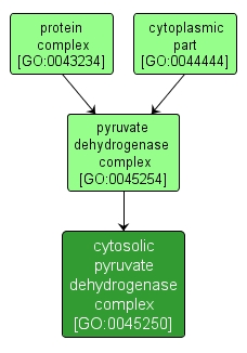 GO:0045250 - cytosolic pyruvate dehydrogenase complex (interactive image map)