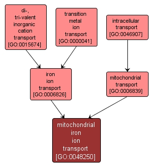 GO:0048250 - mitochondrial iron ion transport (interactive image map)