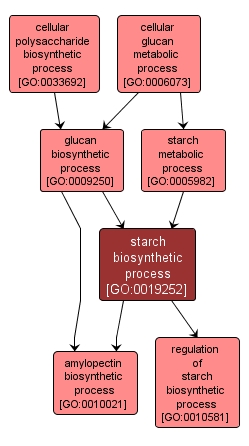 GO:0019252 - starch biosynthetic process (interactive image map)