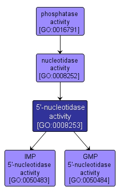 GO:0008253 - 5'-nucleotidase activity (interactive image map)