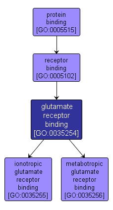 GO:0035254 - glutamate receptor binding (interactive image map)