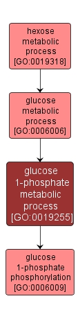 GO:0019255 - glucose 1-phosphate metabolic process (interactive image map)