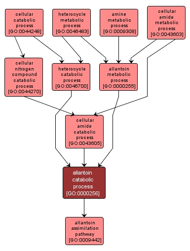 GO:0000256 - allantoin catabolic process (interactive image map)