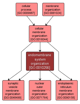 GO:0010256 - endomembrane system organization (interactive image map)