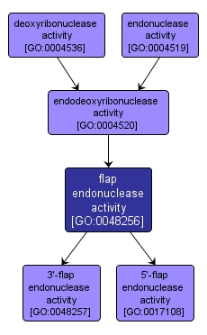 GO:0048256 - flap endonuclease activity (interactive image map)