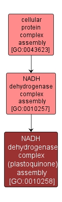 GO:0010258 - NADH dehydrogenase complex (plastoquinone) assembly (interactive image map)