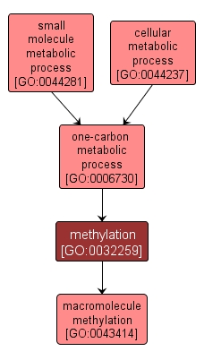 GO:0032259 - methylation (interactive image map)