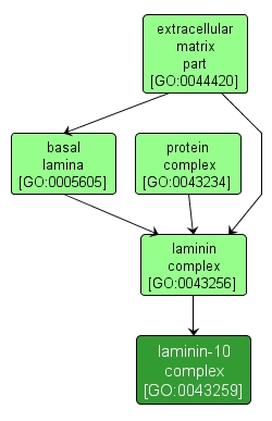 GO:0043259 - laminin-10 complex (interactive image map)