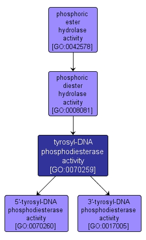 GO:0070259 - tyrosyl-DNA phosphodiesterase activity (interactive image map)