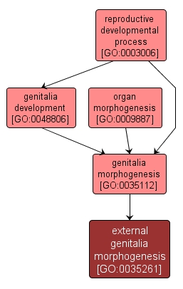 GO:0035261 - external genitalia morphogenesis (interactive image map)