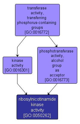 GO:0050262 - ribosylnicotinamide kinase activity (interactive image map)