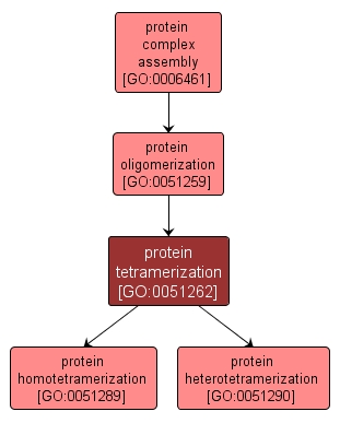 GO:0051262 - protein tetramerization (interactive image map)
