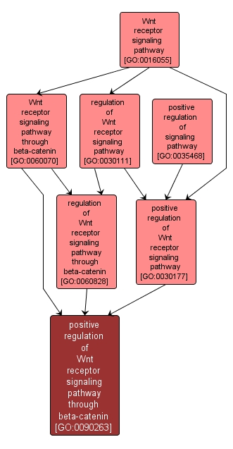 GO:0090263 - positive regulation of Wnt receptor signaling pathway through beta-catenin (interactive image map)