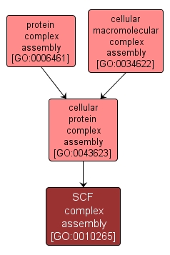 GO:0010265 - SCF complex assembly (interactive image map)