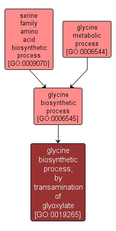 GO:0019265 - glycine biosynthetic process, by transamination of glyoxylate (interactive image map)