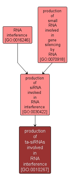 GO:0010267 - production of ta-siRNAs involved in RNA interference (interactive image map)
