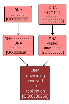 GO:0006268 - DNA unwinding involved in replication (interactive image map)