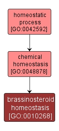 GO:0010268 - brassinosteroid homeostasis (interactive image map)