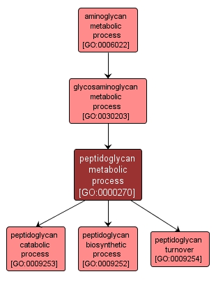 GO:0000270 - peptidoglycan metabolic process (interactive image map)